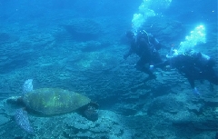 Discover Scuba Diving 